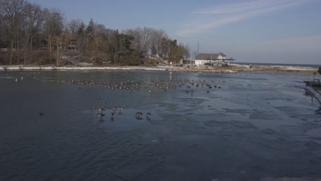 A-static-shot-looking-at-geese-and-ducks-in-the-winter-on-a-partially-frozen-harbor