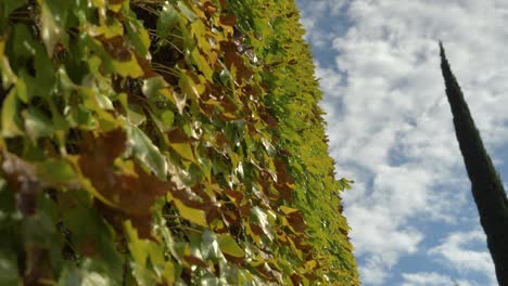 Zooming-Shot-Of-An-Ivy-Wall-With-Cloudy-Blue-Sky-And-Trees-in-slowmotion-in-a-rural-french-village-near-sunset