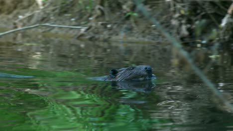 Beaver-swims-through-green-water-in-swamp-forest-river,-tracking-shot