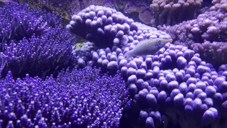 Bunte-Schöne-Fische-Mit-Langer-Schnauze-Schwimmen-Einzeln-Zwischen-Farbigen-Unterwasserpflanzen