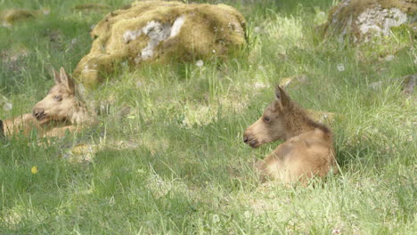Cute-Eurasian-Elk-calves-lying-down-in-shade-relaxing-in-grassy-meadow