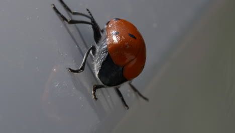 Pequeño-Insecto-Escarabajo-Arrastrándose-Sobre-La-Superficie-Blanca,-Cerrar-La-Vista-Macro