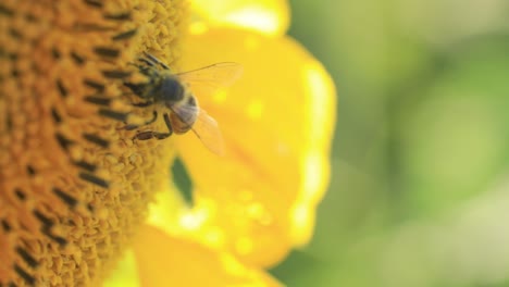 Eine-Honigbiene-Findet-Auf-Einer-Sonnenblume-Pollen-Und-Nektar,-Die-Das-Immunsystem-Stärken