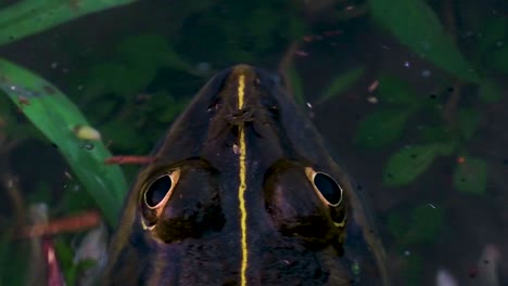 Overhead-shot-of-frogs-head-in-the-pond,-small-bug-landing-on-her-head