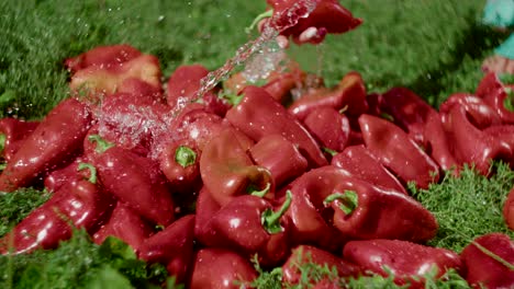 Close-view-of-woman-washing-peppers-with-hose-on-lawn-and-sorting-them