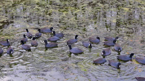 American-Coot--flock-feeding-on-duckweed,-Florida