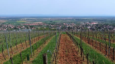 Aerial-elevation-shot-over-vineyards-on-hills,-beautiful-traditionnal-village-in-background-in-east-of-France