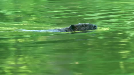 Slow-motion-view-of-beaver-swimming-through-water-with-green-river-reflection