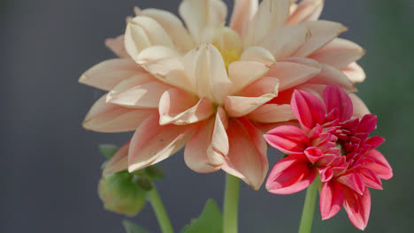 Close-up-video-of-a-peach-Dahlia-flower-head-with-summer-sunshine-illuminating-the-garden-scene