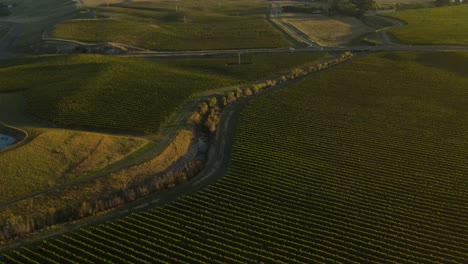Beautiful-aerial-flyover-picturesque-vineyard,-rows-of-grape-wine-reveal-of-scenic-landscape