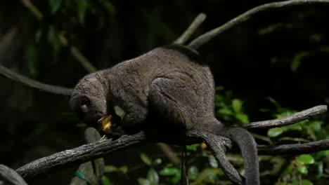 Small-toothed-Palm-Civet-Eating-Fruit-On-A-Tree-Branch