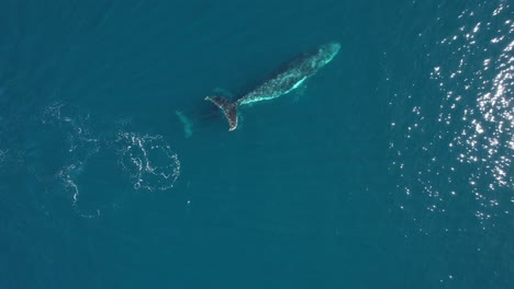 Ballenas-Jorobadas-Nadando-Libremente-En-Mar-Abierto---Megaptera-Novaeangliae