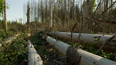 Cut-down-tree-trunks-in-dead-dry-spruce-forest-hit-by-bark-beetle-in-Czech-countryside