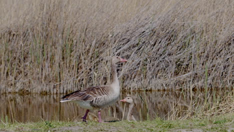 Close-up-of-Greylag-Goose-standing-and-watching-it`s-family-and-the-surroundings