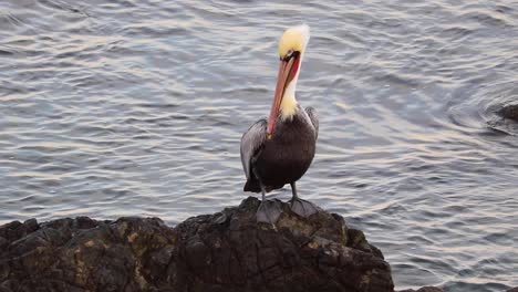 Brown-pelican-sitting-on-a-rock-and-cleans-its-trunk