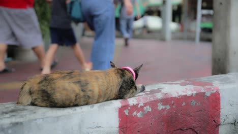 Katze-Schläft-Auf-Dem-Bürgersteig-In-Bangkok,-Im-Hintergrund-Laufen-Menschen-Vorbei
