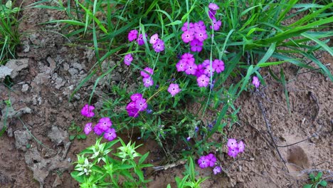 Closeup-video-of-purple-wildflower-in-Texas