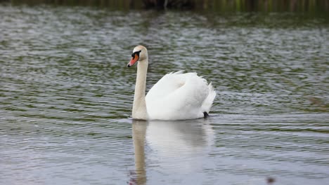 Close-up-of-single-white-mute-swan-swim-on-a-pond-with-blurred-background