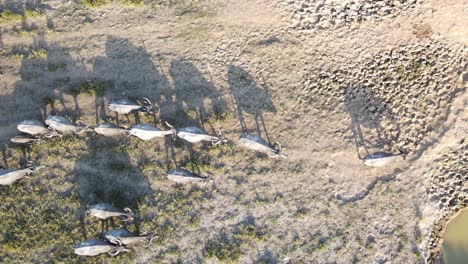 Top-down-tracking-shot-of-Buffalos-wondering-in-drought-dry-land,-muddy-water