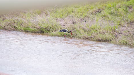Saddle-billed-stork-bird-wading-in-river-stream,-grazing-along-shore