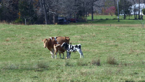 Mother-cow-and-her-calves