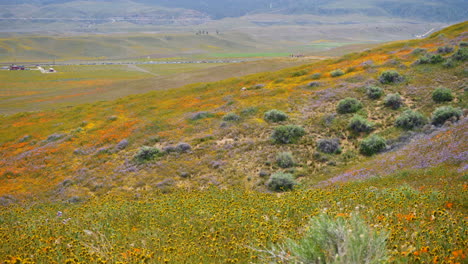 Meer-Aus-Orangefarbenen-Kalifornischen-Mohnblumen-Im-Antelope-Valley