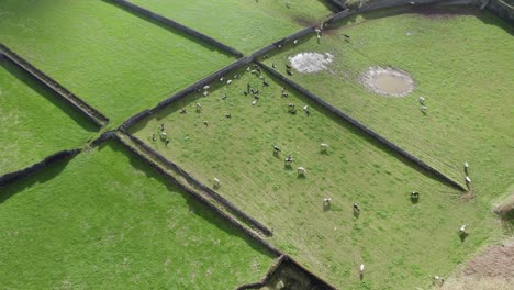 High-angle-view-over-cattle-grazing-in-green-pasture,-Sao-Miguel,-Azores