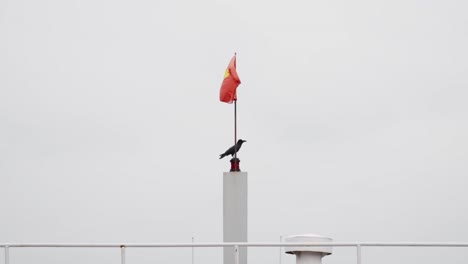 Schwarze-Krähe-Thront-Unter-Der-Vietnamesischen-Flagge,-Während-Sie-Vor-Einem-Hellen-Hintergrund-Im-Wind-Flattert