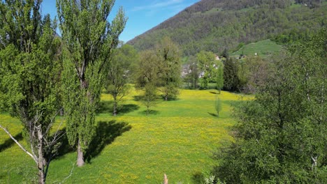 Vista-Aérea-De-La-Variedad-De-árboles-Que-Crecen-En-Exuberantes-Prados-Verdes,-Suiza