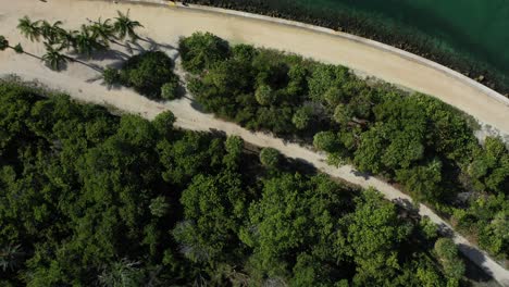 A-top-down-view-of-the-forest-of-trees-the-shoreline-of-a-popular-beach-in-Miami