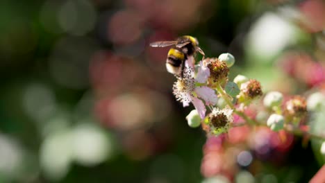 Süße-Hummel-Sammelt-Pollen-Von-Brombeerblüten,-Bokeh-Aufnahme