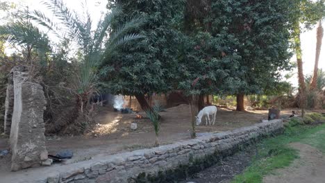 Rare-white-donkey-free-in-nature-on-the-Elephantine-island,-Aswan,-Egypt