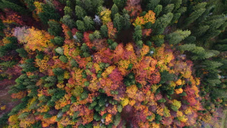 Aerial-view-of-colorful-trees-in-forest-from-above-in-Autumn