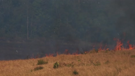 Fire-consuming-a-grassland-and-then-coming-up-the-hill-while-black-smoke-arises,-controlled-or-prescribed-burning,-Thailand