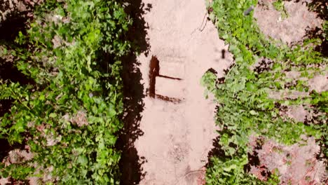 Aerial-overhead-dolly-in-view-of-a-dirt-road-and-a-Calcareous-calicata-in-the-middle-of-vines-in-trellis-formation,-Maule-Valley,-Chile