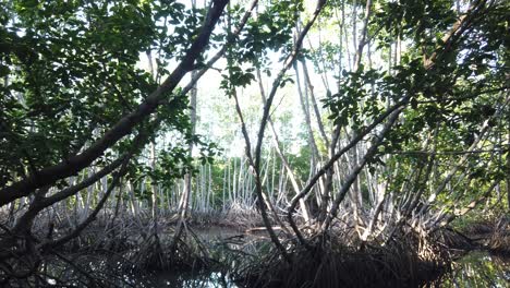 Panoramic-view-of-a-Mangrove-Forest-in-Bali,-Indonesia