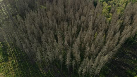 Drone-shot-of-dead-dry-spruce-forest-hit-by-bark-beetle-disaster-in-Czech-countryside,-heart-shaped-island-on-the-lake-in-the-background