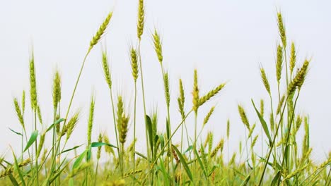 Green-wheat-stalk-swinging-in-the-wind,-close-up