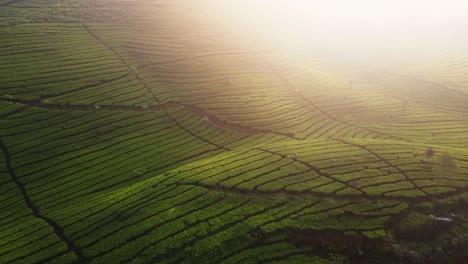 Cinematic-shot-of-green-tea-plantation-with-sunlight-coming-from-the-corner