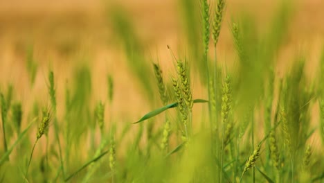 Green-stalks-of-wheat-dancing-in-farm-field