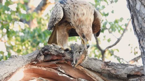 águila-Encaramada-Arrancando-Plumas-Del-Cadáver-De-Presa-En-El-Parque-Nacional-Kruger,-Sudáfrica