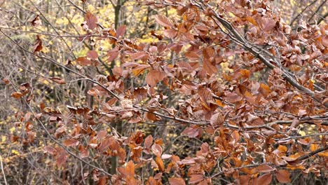 Autumn-orange-leaves-of-beech-tree-in-wind-in-slow-motion