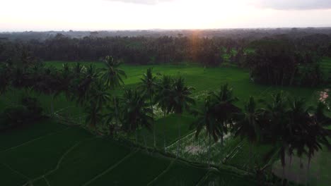 Aerial-video-in-an-amazing-landscape-rice-field-on-Jatiluwih-Rice-Terraces,-Bali,-Indonesia,-with-a-drone,-above-rice-terraces-in-a-beautiful-day-rice-field