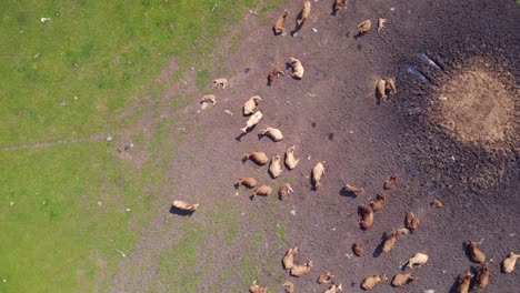 Wonderful-aerial-top-view-flight-herd-of-cows-on-Pasture-meadow,-czech-republic-in-Europe,-summer-day-of-2023