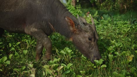 Close-up-of-water-buffalo-grazing-near-a-rice-paddy-field-in-the-Philippines