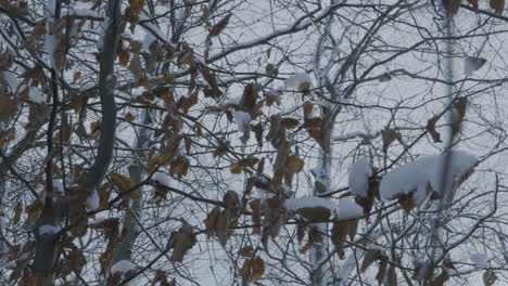 Yellow-frosted-leaves-hanging-on-branches-covered-with-snow