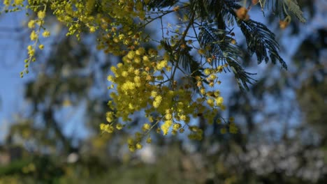 Acacia-flower-hanging-from-tree-sways-gently-with-breeze