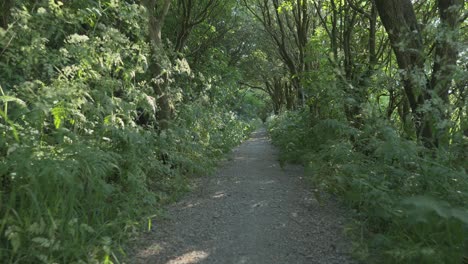 English-woodland-pathway-with-dappled-light-low-angle-slow-motion-at-Thornton-Cleveleys,-Wyre,-Lancashire,-UK