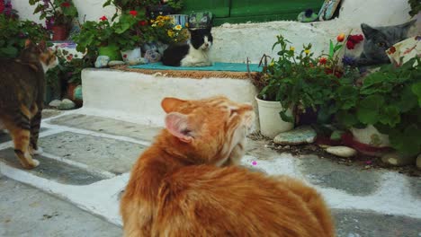 Cats-outside-of-doorstep-in-Mykonos-Island,-Greece