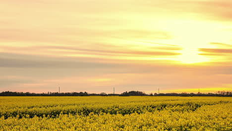 backward-sliding-shot-of-a-field-of-yellow-flowers-under-a-clouded-orange-sky